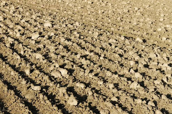 Agricoltura. — Foto Stock