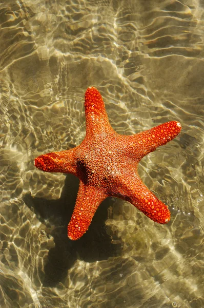 Starfish in een water. — Stockfoto