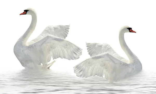 Two swans. — Stock Photo, Image