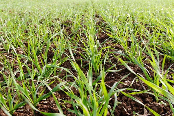 Wheat in a row. — Stock Photo, Image