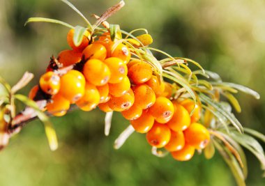 seabuckthorn dalına.