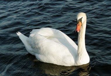 inquisitorial Kuğu.