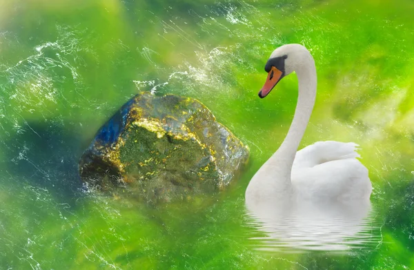 Cisne y piedra . — Foto de Stock