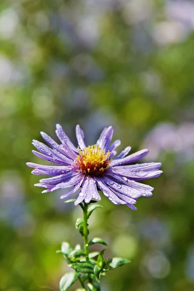 Alone aster. — Stock Photo, Image