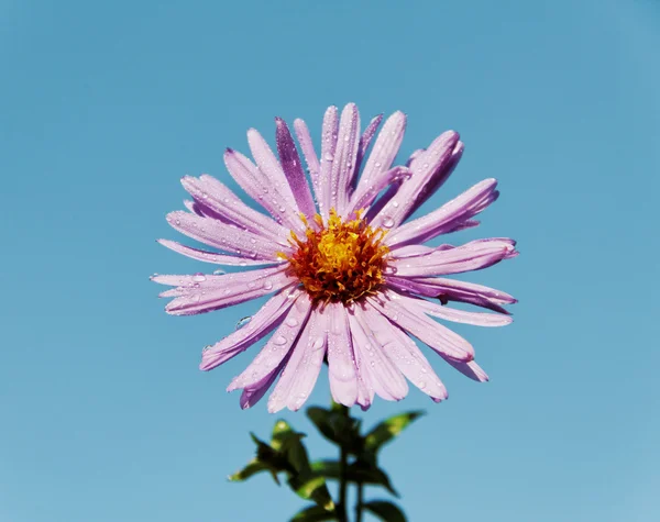 Aster. — Stock Photo, Image