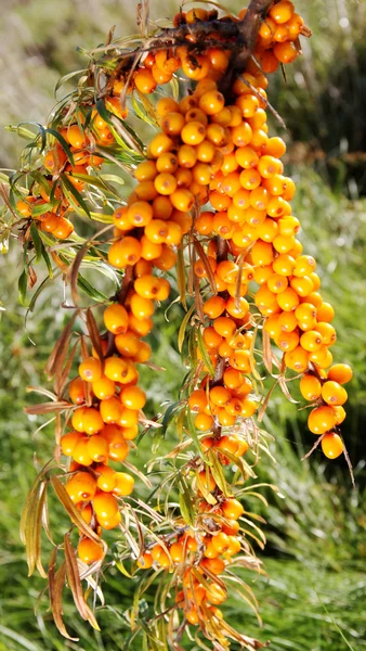 Branch of seabuckthorn. — 스톡 사진