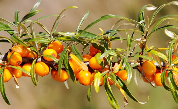 Branch of seabuckthorn. — 스톡 사진