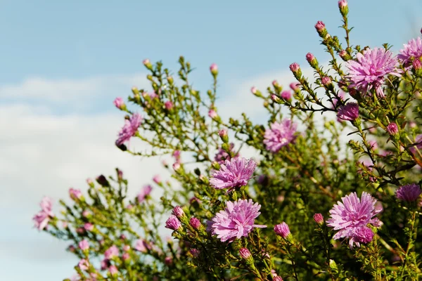 Aster Bush. — Stok fotoğraf