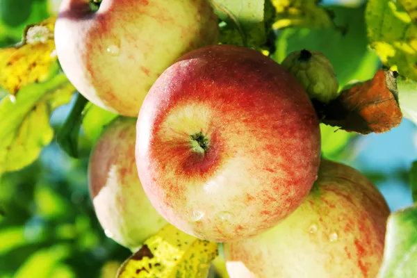 Äpplen på grenen. — Stockfoto