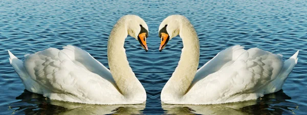 水の上の 2 つの白鳥. — ストック写真