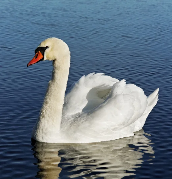 Velké labuť. — Stock fotografie