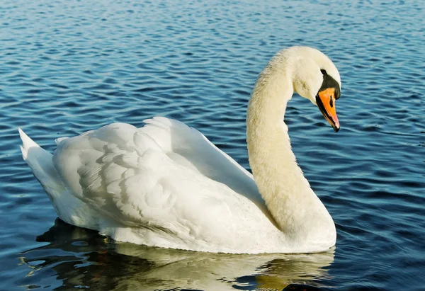 Svan på vattnet. — Stockfoto