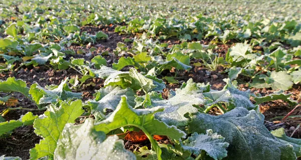 Canola plants. — Stock Photo, Image