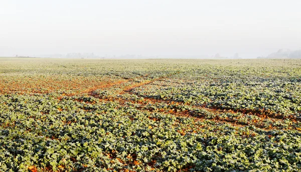 Campo di colza . — Foto Stock