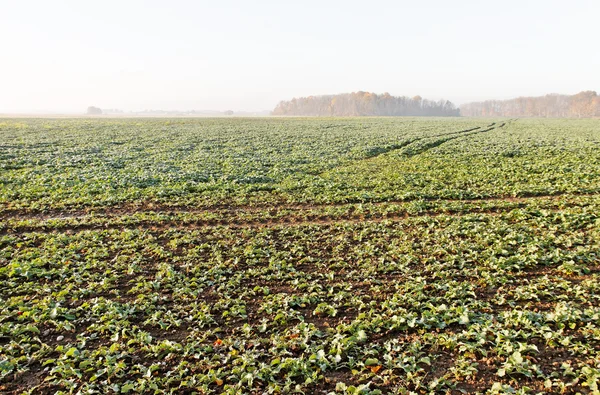 Tåke Morgen . – stockfoto