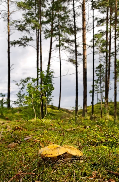 Two yellow mushrooms. — Stock Photo, Image
