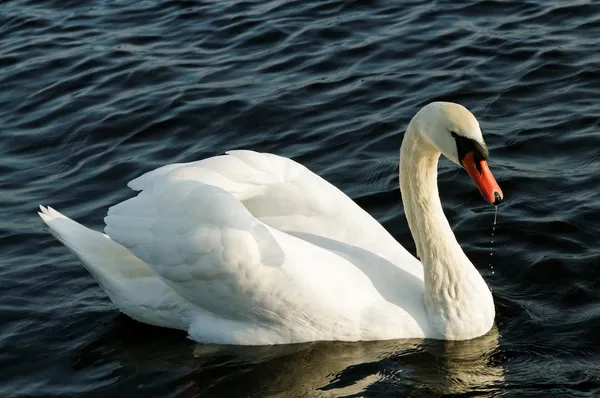 Cisne na água. — Fotografia de Stock