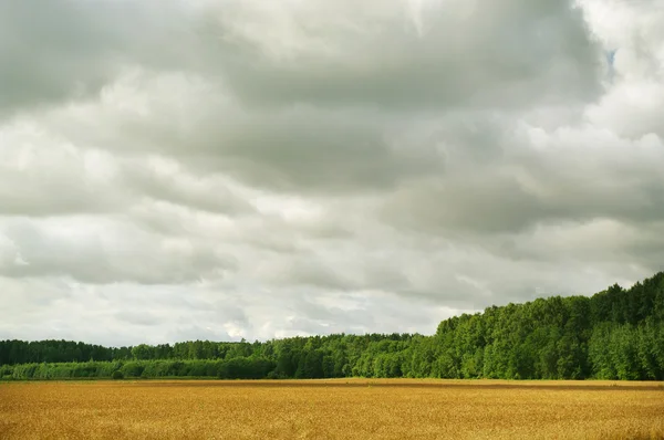 Weizenanbau. — Stockfoto