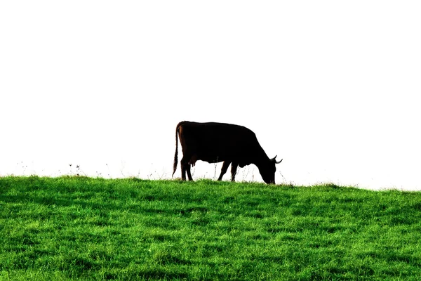 Mucca sulla superficie terrestre . — Foto Stock