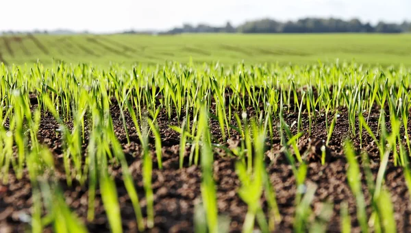 Cultivo de trigo . —  Fotos de Stock