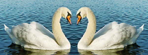 Two swans on the water. Stock Picture