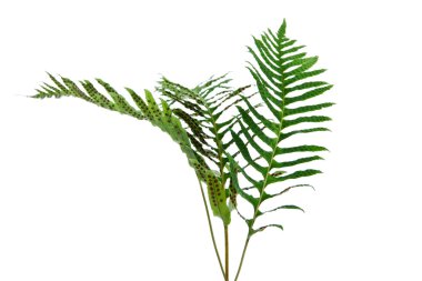 fernery şubeleri.