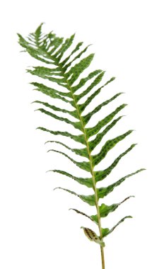 fernery'nın bir dalı.