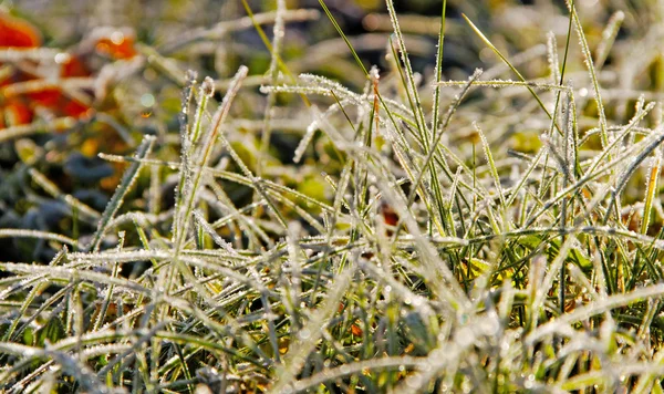 Ледяная трава . — стоковое фото