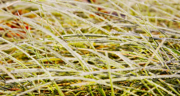 Grass in a morning. — Stock Photo, Image