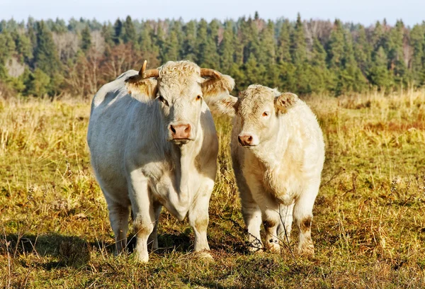 Weiße Kühe. — Stockfoto