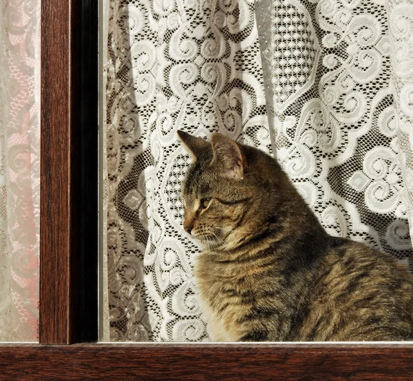 Pencere üzerinde tekir kedi. — Stok fotoğraf