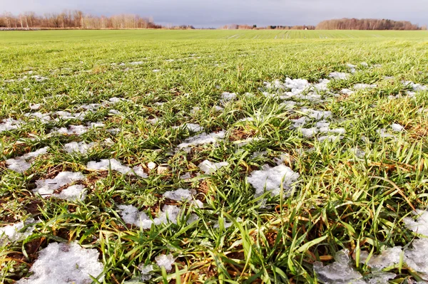 Campo. — Fotografia de Stock