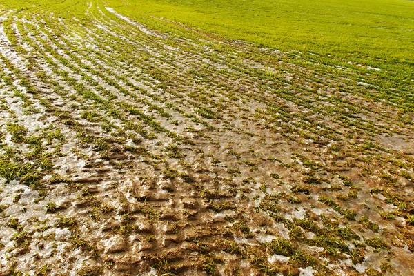 Frosted field. — Stock Photo, Image