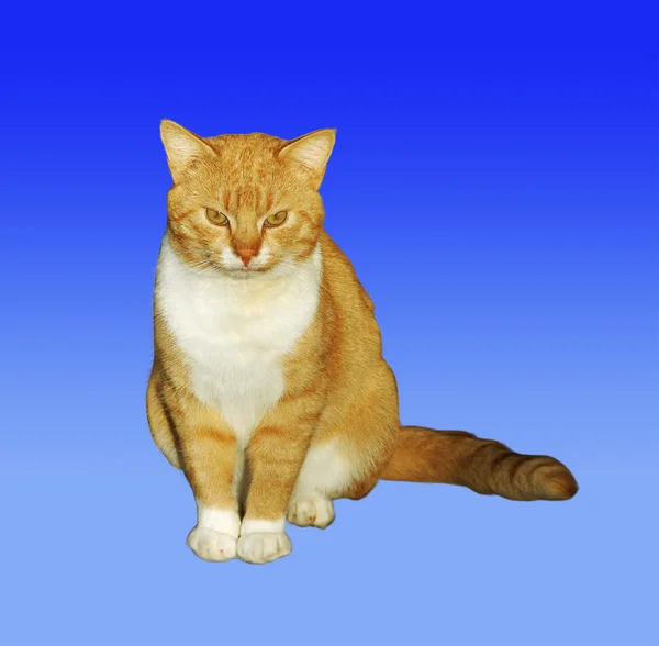 Röd katt赤い猫. — Stockfoto