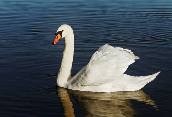 Swan op water. — Stockfoto