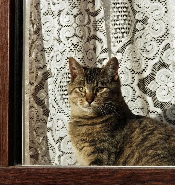 Gato de mesa . — Fotografia de Stock