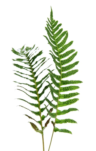 Zwei Zweige der Fernery. — Stockfoto