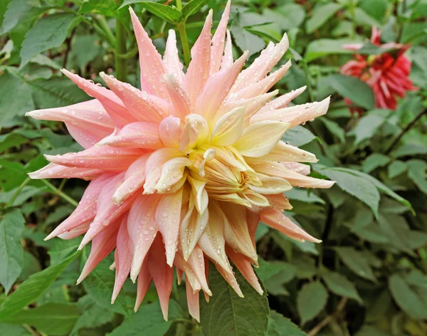 Dew on the peony. — Stock Photo, Image