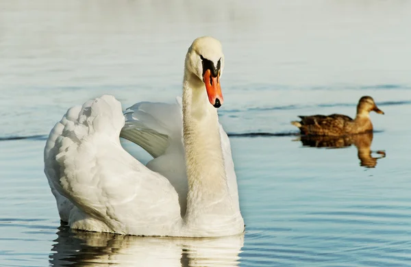 Лебедь и утка . — стоковое фото