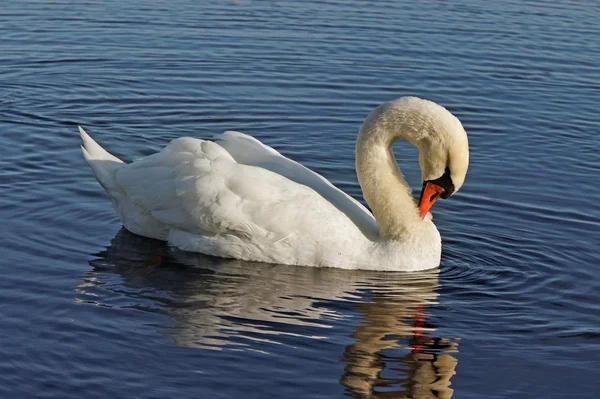 Svanen. — Stockfoto