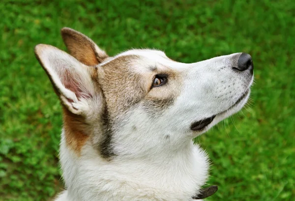 Perro afuera . — Foto de Stock