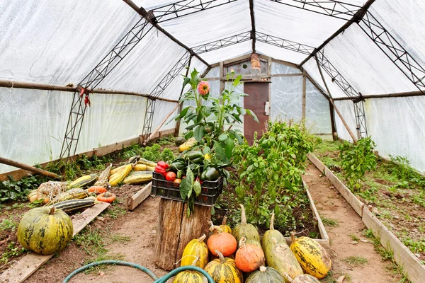 Greenhouse. — Stock Photo, Image