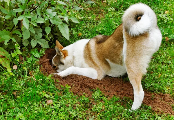 庭に犬. — ストック写真