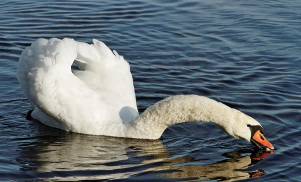 Swan äta bröd. — Stockfoto