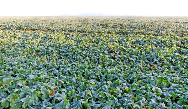 Campo de Canola . — Fotografia de Stock