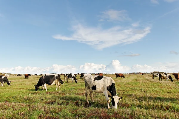 Stádo krav. — Stock fotografie