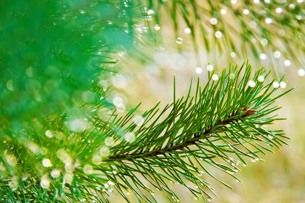 Fir tree. — Stock Photo, Image