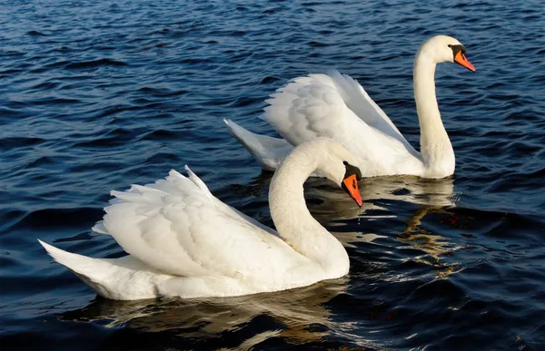 Coppia di cigni . — Foto Stock