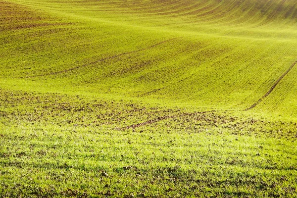 Terreno di grano . — Foto Stock