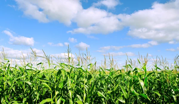 Growing corn. — Stock Photo, Image